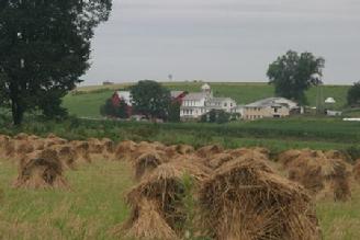 Wheat shocks.