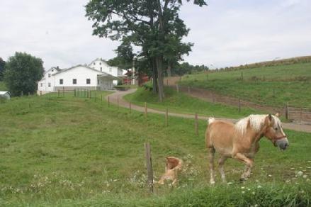 Work horse and colt.